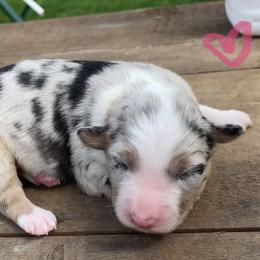 Miniature American Shepherd Puppies from SJC Texas Aussies