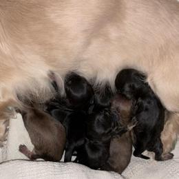 AKC Ch Sired Black and Cream Male 3 - Black and cream male Dachshund puppy in Medina, Ohio from STORIED DOXIES
