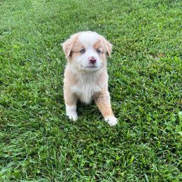 Rodeo - Red merle male Miniature Australian Shepherd puppy in Hillsville, Virginia from Lottie's Mini Aussies