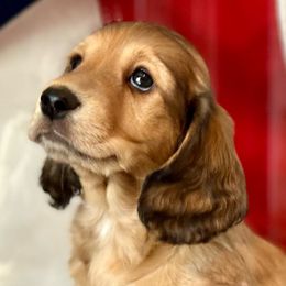Kobe - Cream Dachshund puppy in Stoutland, Missouri from Farmhouse Dachshunds