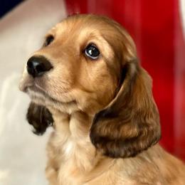 Kobe - Cream Dachshund puppy in Stoutland, Missouri from Farmhouse Dachshunds