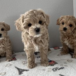 Maltese, Maltipoos, and Poodles from Joyful Pups