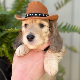 Sprout the SILKY - Cream male Dachshund puppy in Mayville, Michigan from Teenie Little Hearts