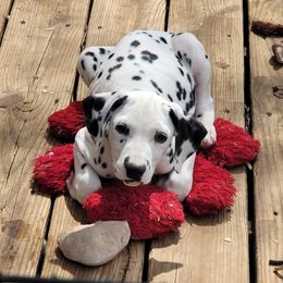 Boy 3 - Dalmatian puppy from Developing Spots