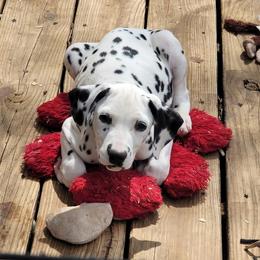Boy 3 - Dalmatian puppy from Developing Spots