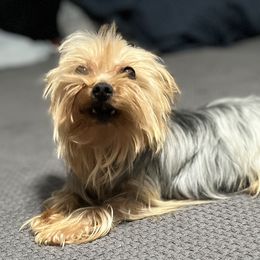 Cali - Yorkshire Terrier