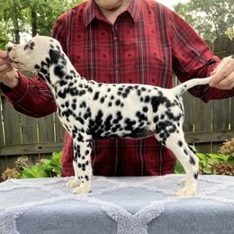 Raindrops, Lavender collar - White and black female Dalmatian puppy in Decatur, Alabama from Hollytree Dalmatians