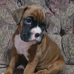 Girl 5 - Fawn female Boxer puppy in Temple, Georgia from B&B Boxers