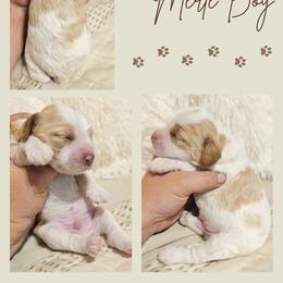 Red Parti Merle Boy - Merle male Cockapoo puppy in Stayton, Oregon from MoSa Ranch Cockapoos