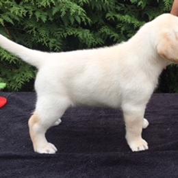Labrador Retriever Puppies from Splash Labradors