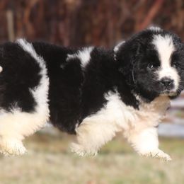 Frosty - White and black male Newfoundland puppy in Kimball Twp, Michigan from Pine River Newfoundlands