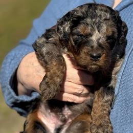 Miles - Merle male Bernedoodle puppy in Wilkesboro, North Carolina from Bernedoodle Love Puppies