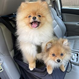 Pomeranian Puppies from Amore Pomeranians