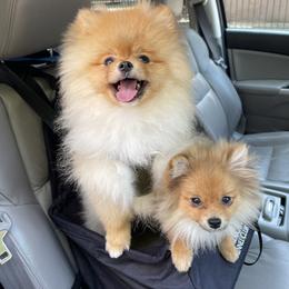 Pomeranian Puppies from Amore Pomeranians