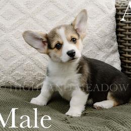 Astro - Black and tan male Pembroke Welsh Corgi puppy in Bend, Oregon from Highland Meadow Corgis