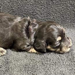 Laurel - Black and cream female Dachshund puppy in Little Rock, Arkansas from Divine Doxies