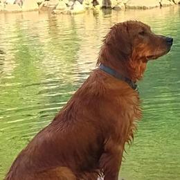 Golden Retrievers from Grayley's Goldens