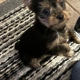 Milo- B - Blue and gold male Yorkshire Terrier puppy in Bee Branch, Arkansas from Fox Ridge Kennels