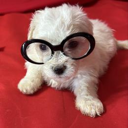 Roxy - yellow collar - White female Bichon Frise puppy in 63101 (St. Louis Metro Area), Missouri from BichonSTL