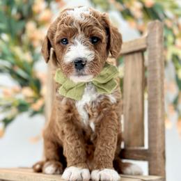 Fern - Red  male Goldendoodle puppy in Queen Creek, Arizona from Goldendoodle AZ