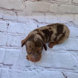 Luke - Dapple male Dachshund puppy in Colbert, Oklahoma from Brooke Crenshaw