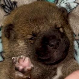 Sashige boy - Red male Shiba Inu puppy in Clewiston, Florida from Animal Farm Shiba Inus & Mameshibas