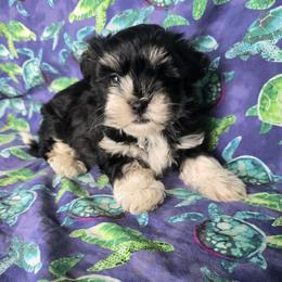 Maple - Black and white female Havanese puppy in Mason City, Iowa from Hoku Havanese