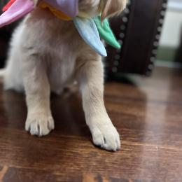 Golden Retriever Puppies from Golden Poppy Retrievers