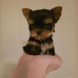 Lacey - Black and gold female Yorkshire Terrier puppy in Luray, Tennessee from Little Angel Yorkies
