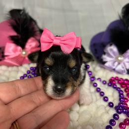 Little Willow - Parti female Yorkshire Terrier puppy in Douglas, Georgia from Southern Georgia Yorkies and biewers