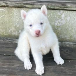 Princess - White female Siberian Husky puppy in Summerville, South Carolina from Carolina Husky Lodge