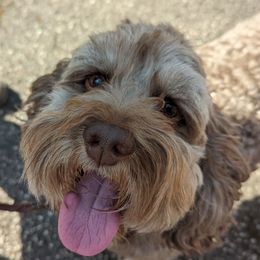 Moose - Cockapoo