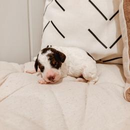 Autumn - Brown and white female Aussiedoodle puppy in Tryon, North Carolina from Melrose Mountain Farm