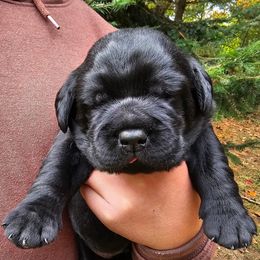Black boy - Black male Labrador Retriever puppy in Plainwell, Michigan from Preuss Puppies