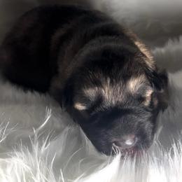Rose - Fawn sable female Shiloh Shepherd puppy in Griffin, Georgia from Orchard Hills Shilohs