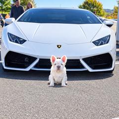 Iceman - White male French Bulldog puppy in Reading, Pennsylvania from Roxy & Co.