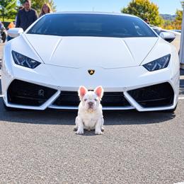 Iceman - White male French Bulldog puppy in Reading, Pennsylvania from Roxy & Co.