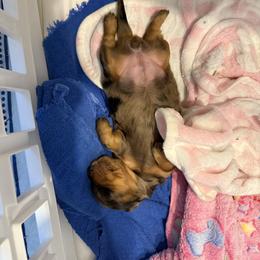 Dachshund Puppies from Birkin’ Paws