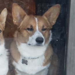 Chino - Pembroke Welsh Corgi