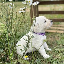 Dark Purple - Light golden female Golden Retriever puppy in Silverton, Oregon from Silver Morning Farm