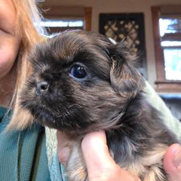 Ben - Blue male Shih Tzu puppy in Carrollton, Ohio from Becker Hollow