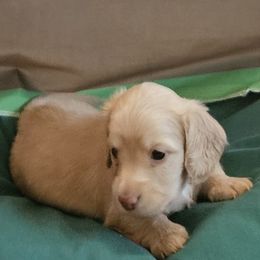 Dachshund Puppies from Emery's Dachshundville