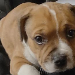 Boy 1 - Red and white Staffordshire Bull Terrier puppy in Mulberry, Florida from Bloodrock Staffords
