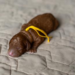 Ladder (yellow collar) - Red  male Goldendoodle puppy in Apopka, Florida from The Classic Doodle