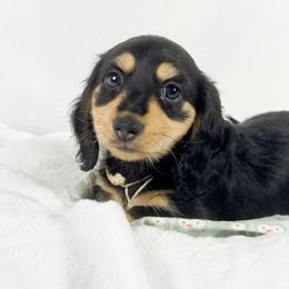 Salted Caramel Cream - Black and cream female Dachshund puppy in Sacramento, California from MiniDoxPups
