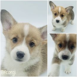Girl 1 - Pembroke Welsh Corgi puppy in Post Falls, Idaho from Best Friend Corgi