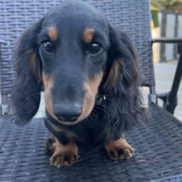 Dachshund Puppies from Miniature Dreams Dachshunds