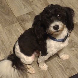 Jax - Havanese