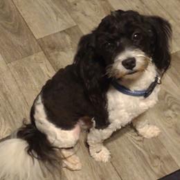 Jax - Havanese
