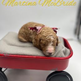Poodle Puppies from Ruby’s Southern Doodles and Poodles